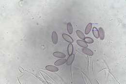 Image of Ascobolus hawaiiensis Brumm. 1967