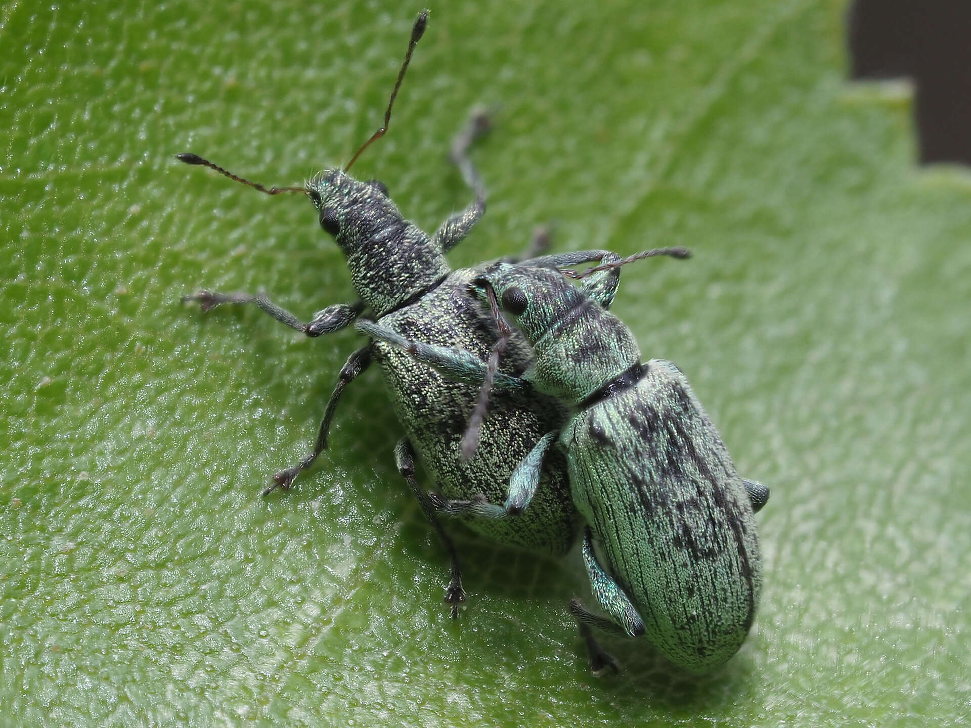 Polydrusus (Eurodrusus) cervinus (Linnaeus 1758) resmi