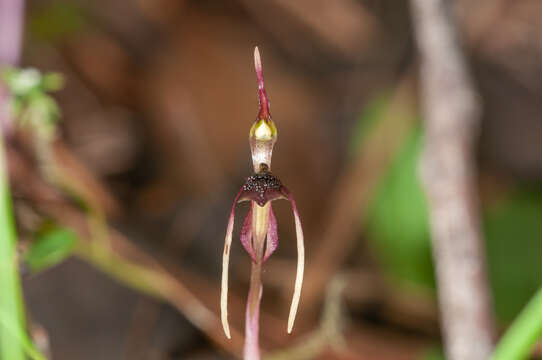 Image of Common wasp orchid