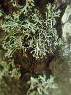 Image of Brownish monk's-hood lichen