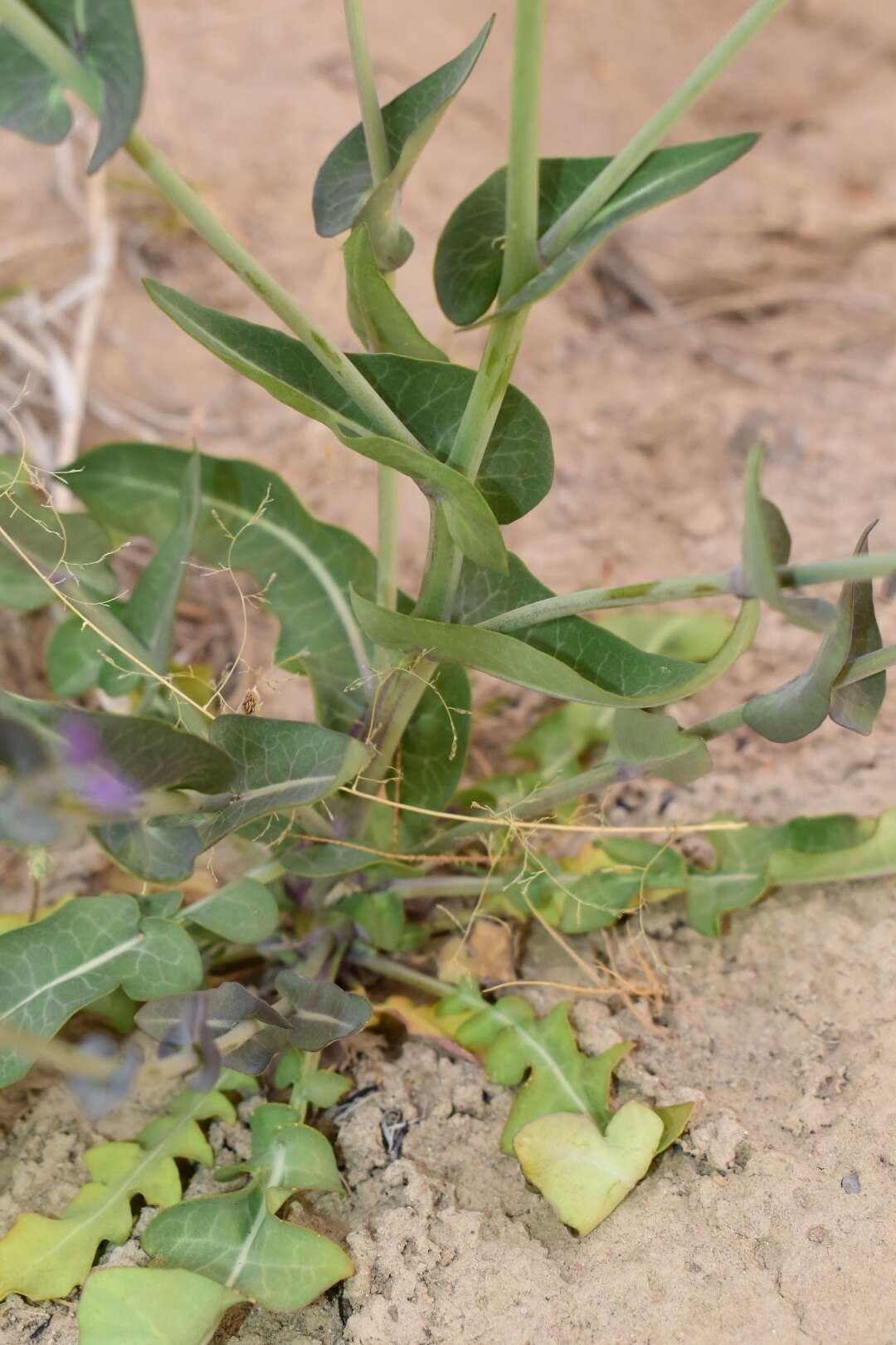 Sivun Streptanthus carinatus subsp. carinatus kuva