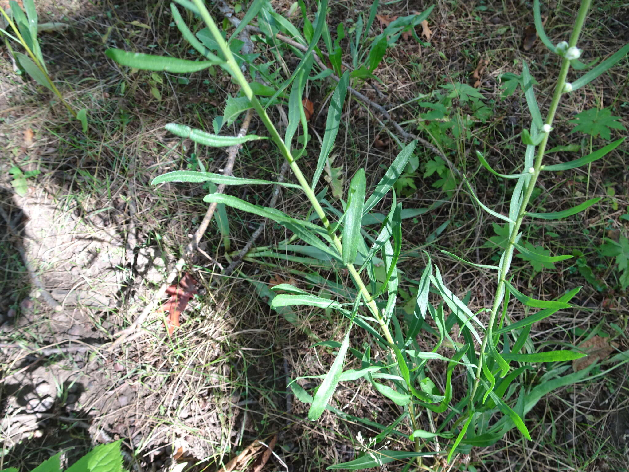 Image of tall blazing star