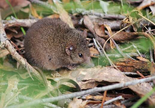 Image of Agile Antechinus