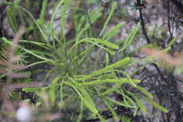 Image of Pseudolycopodium