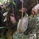 Image of Pitcher plant