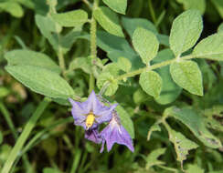 Solanum stoloniferum Schltdl. & Bouche的圖片