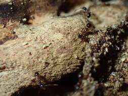 Image of Pheidole akermani Arnold 1920