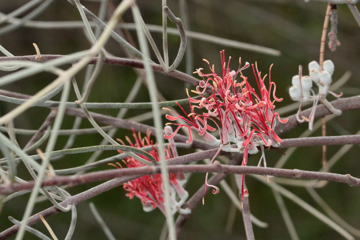 Image of Amyema linophylla (Fenzl) Tieghem