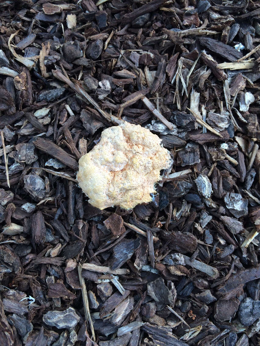 Image of Dog vomit slime mold