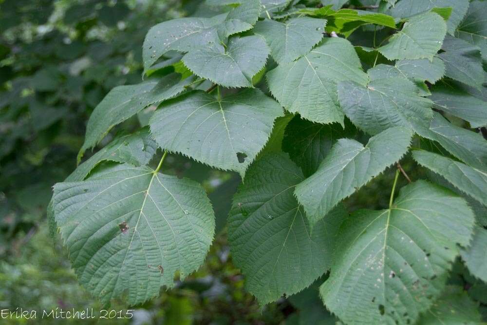 Image of American Basswood