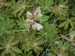 Image of Plebejus samuelis