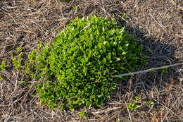 Image of seaside sandplant