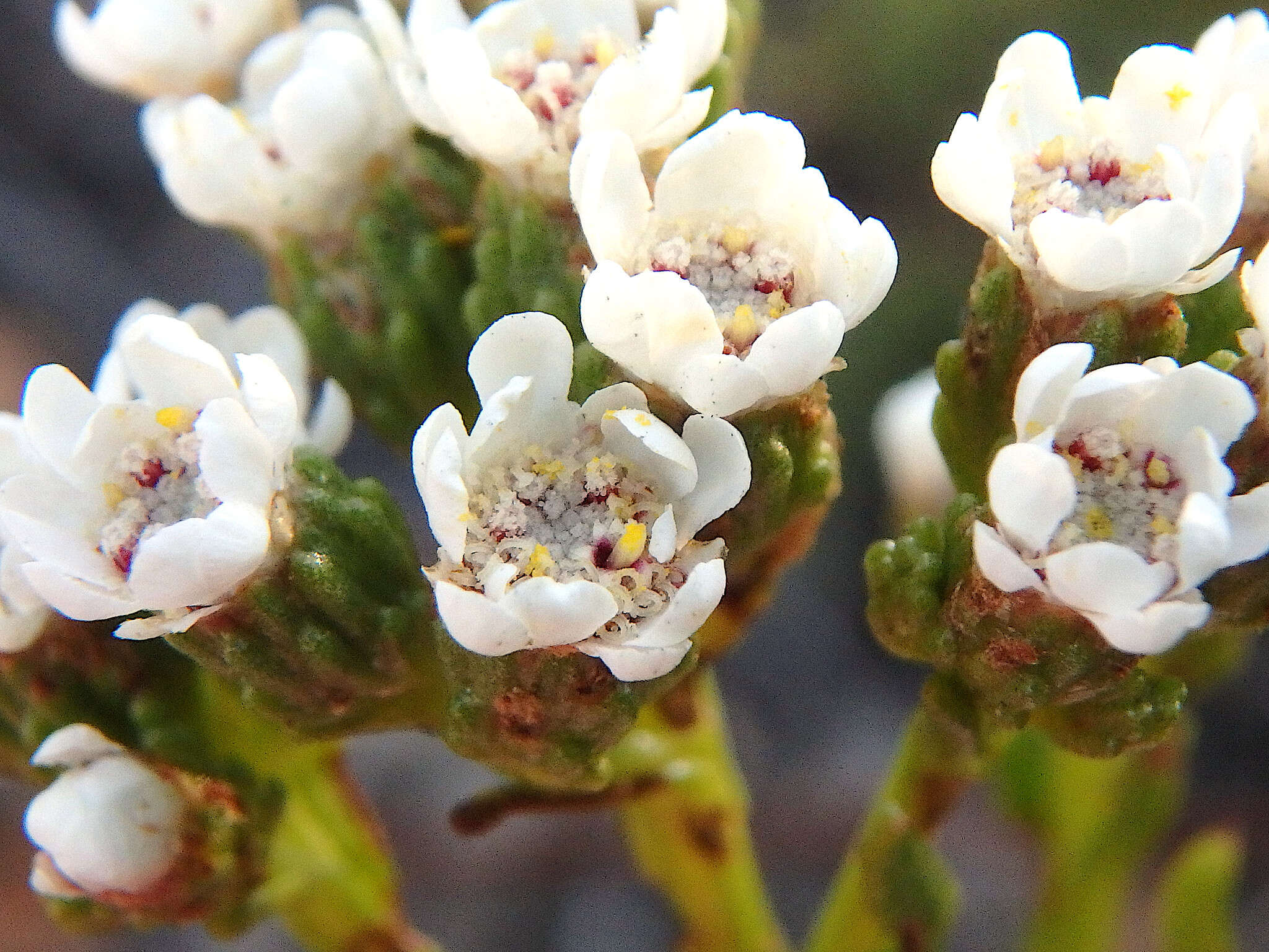 صورة Ixodia achillaeoides subsp. alata