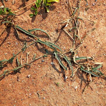 Image of Xenostegia tridentata subsp. angustifolia (Jacq.) J. Lejoly & S. Lisowski