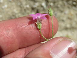 Image of broad-leaf gilia