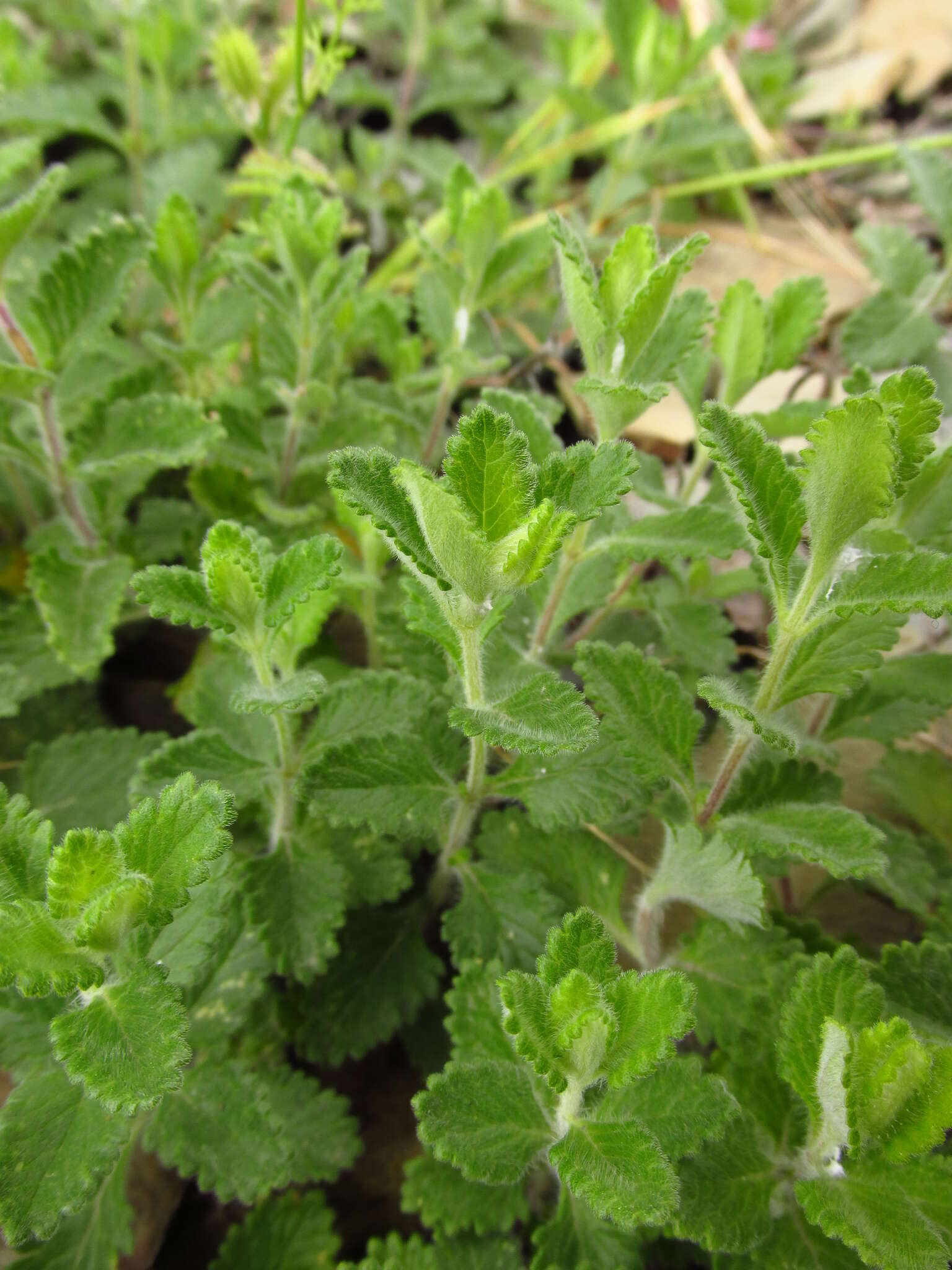 Image de Teucrium chamaedrys subsp. nuchense (K. Koch) Rech. fil.