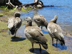 Image of Ashy-headed Goose