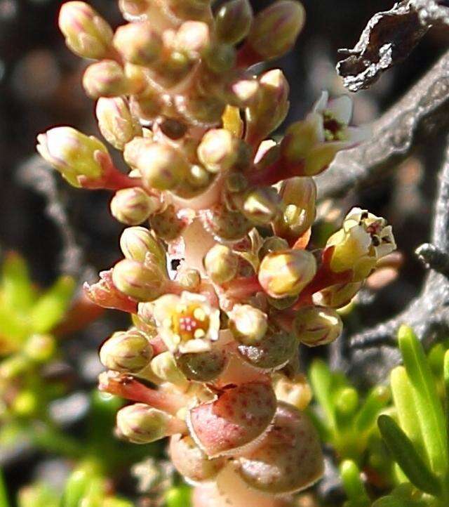 Crassula hemisphaerica Thunb. resmi