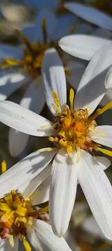 Olearia megalophylla (F. Müll.) F. Müll. resmi