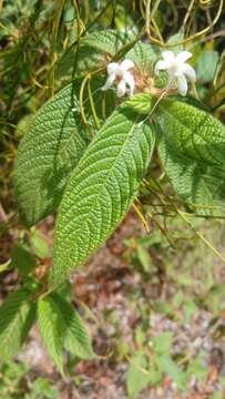 Image of Sabicea acuminata Baker