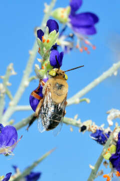 Image of Centridine Bees