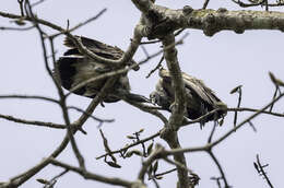 Image of Slender-billed Vulture