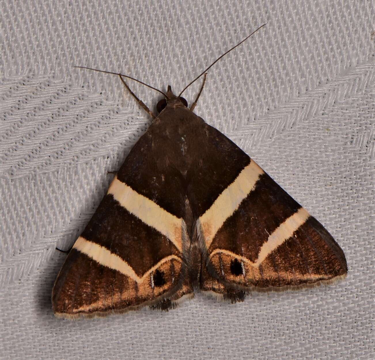 Grammodes oculicola Walker 1858的圖片