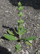 Image of Dassie Sage