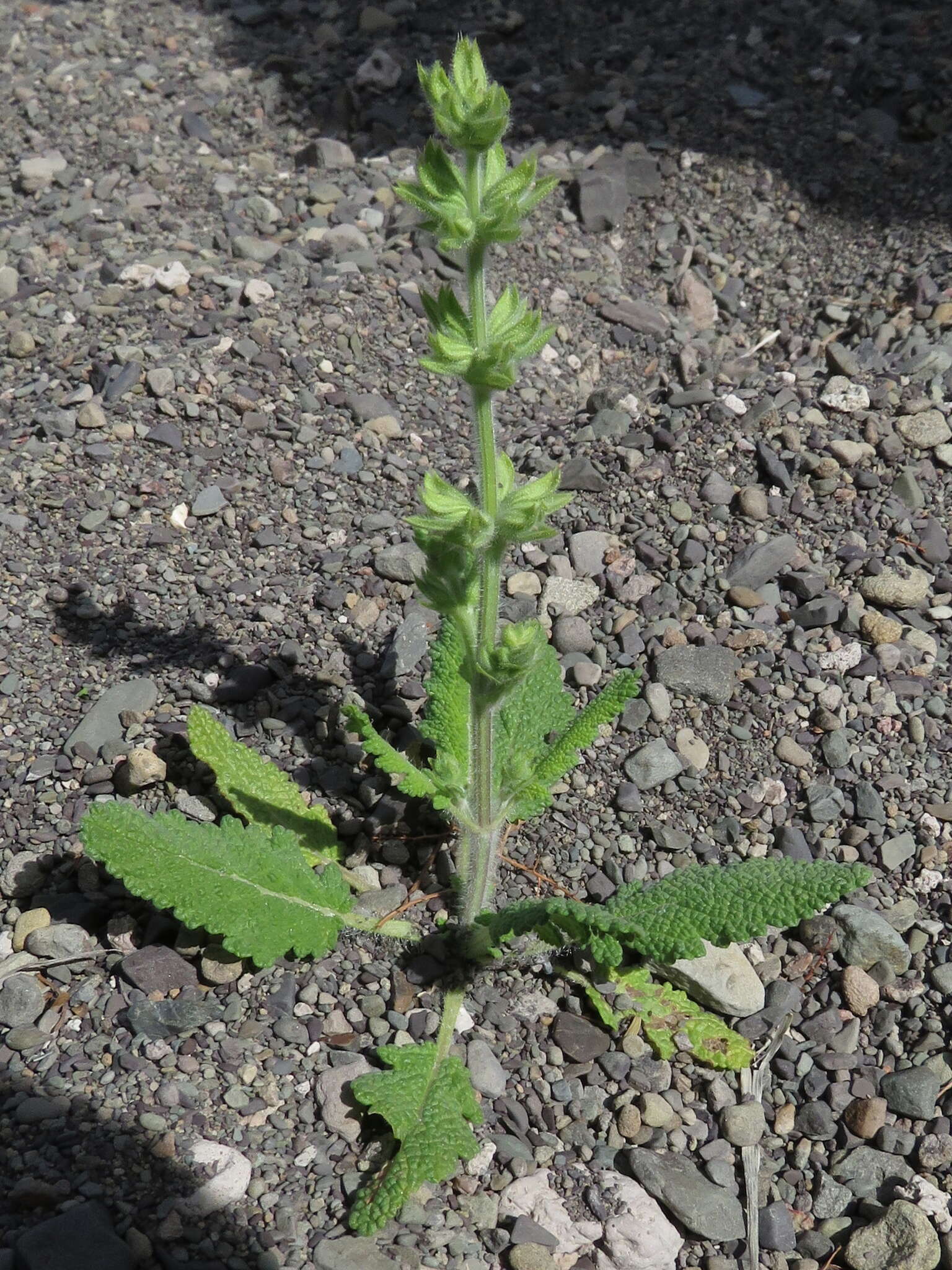 Image of Large blue sage