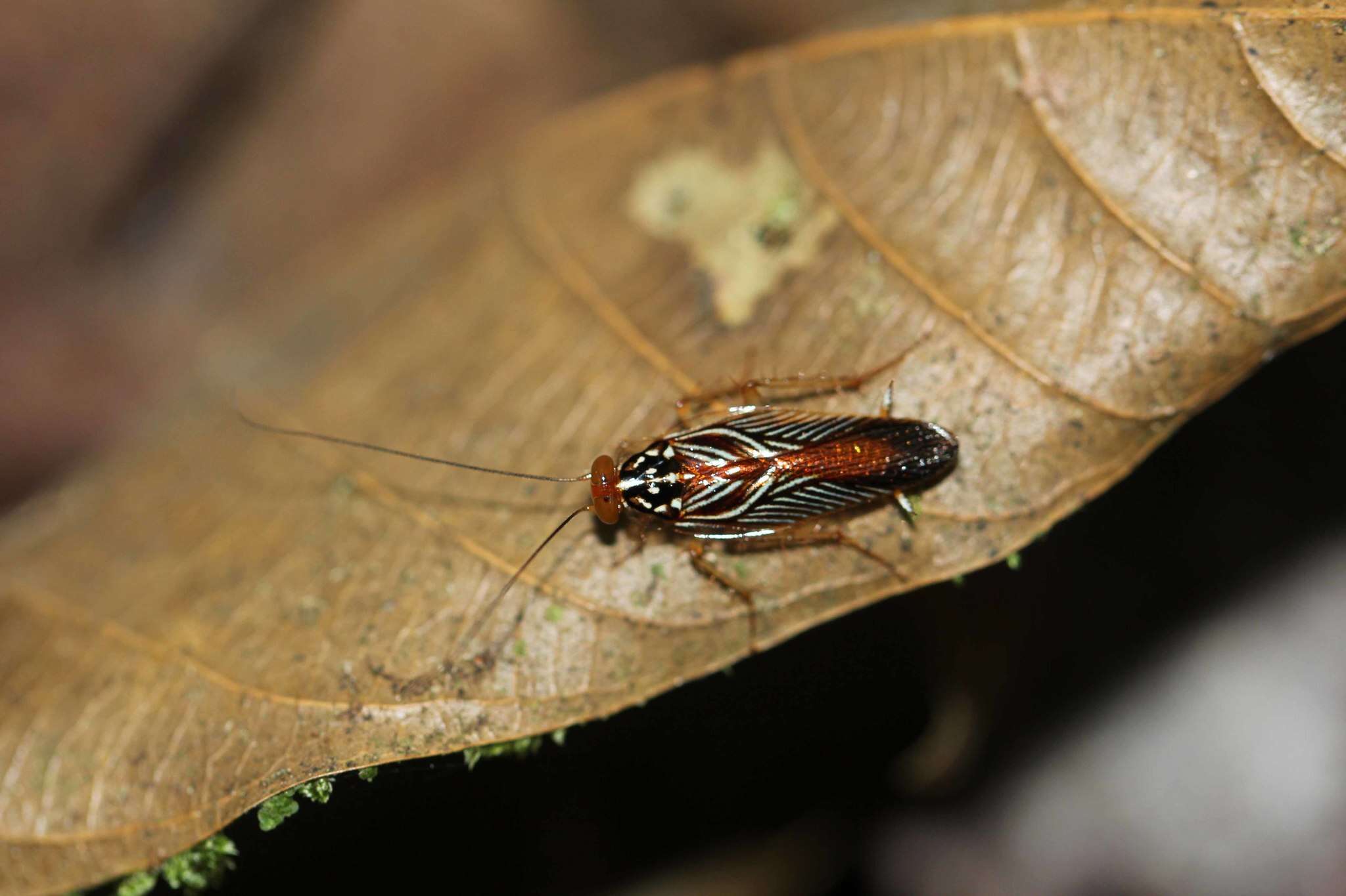 Image of Euphyllodromia angustata (Latreille 1811)