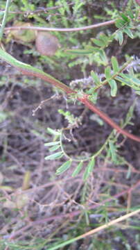 Image of Lessertia capensis (P. J. Bergius) Druce