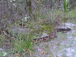 صورة Bothrops jararacussu Lacerda 1884