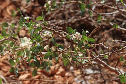 Plancia ëd Ceanothus martinii M. E. Jones