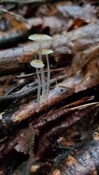 Image of Dripping bonnet