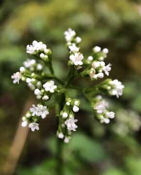 Image of Valeriana flaccidissima Maxim.