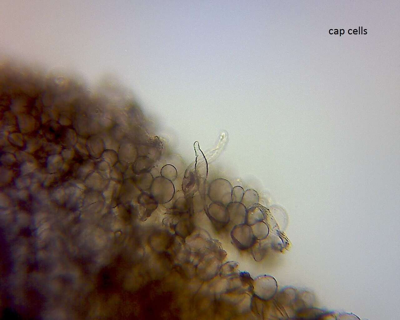 Image of Dermoloma murinum (G. M. Taylor & G. Stev.) E. Horak 1971