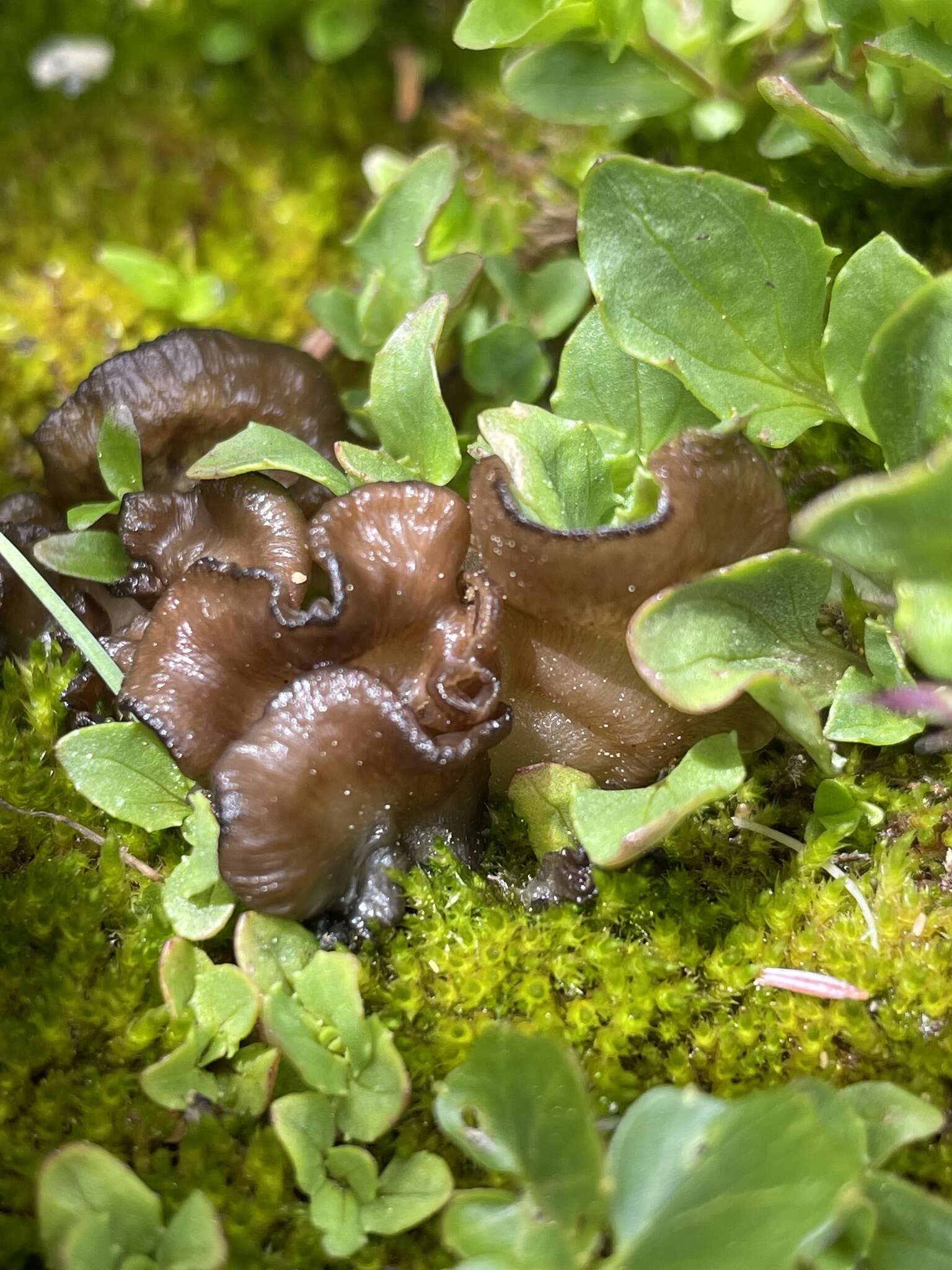 Image de Arrhenia spathulata (Fr.) Redhead 1984