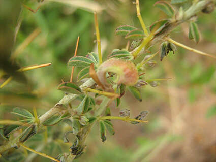 Image of Indigofera circinnata Harv.