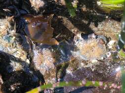 Image of incubating anemone