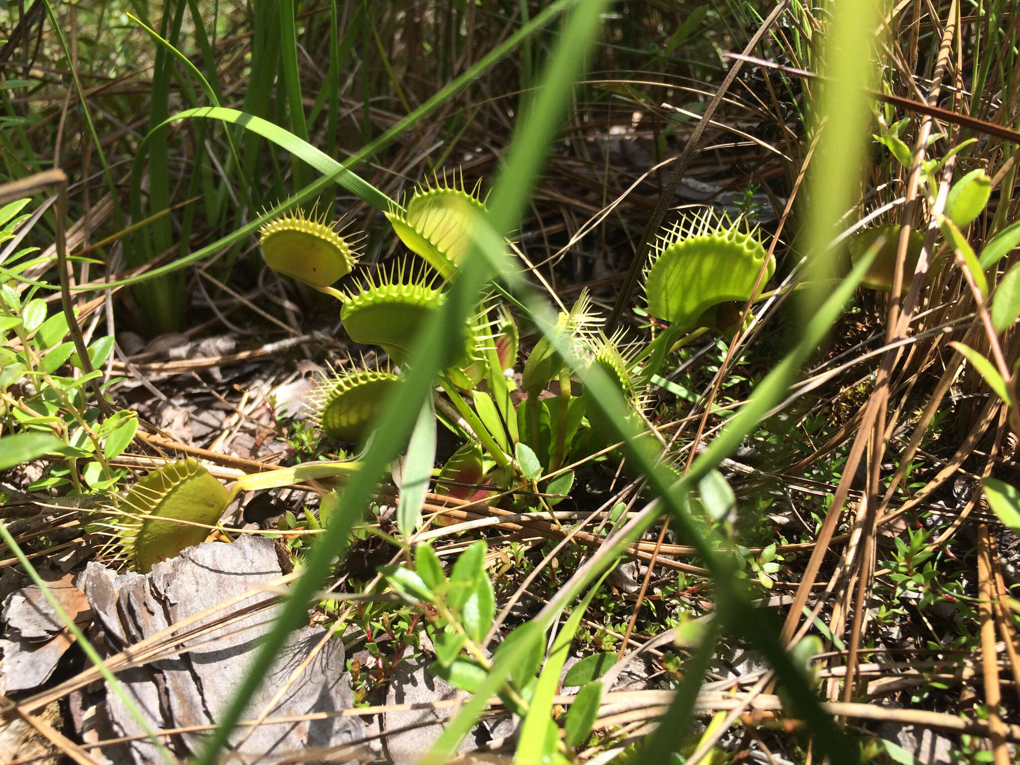 Image of Dionaea