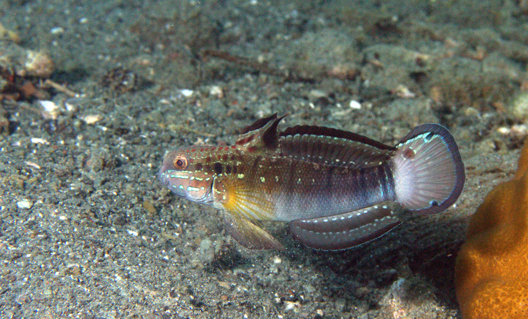 صورة Amblygobius phalaena (Valenciennes 1837)