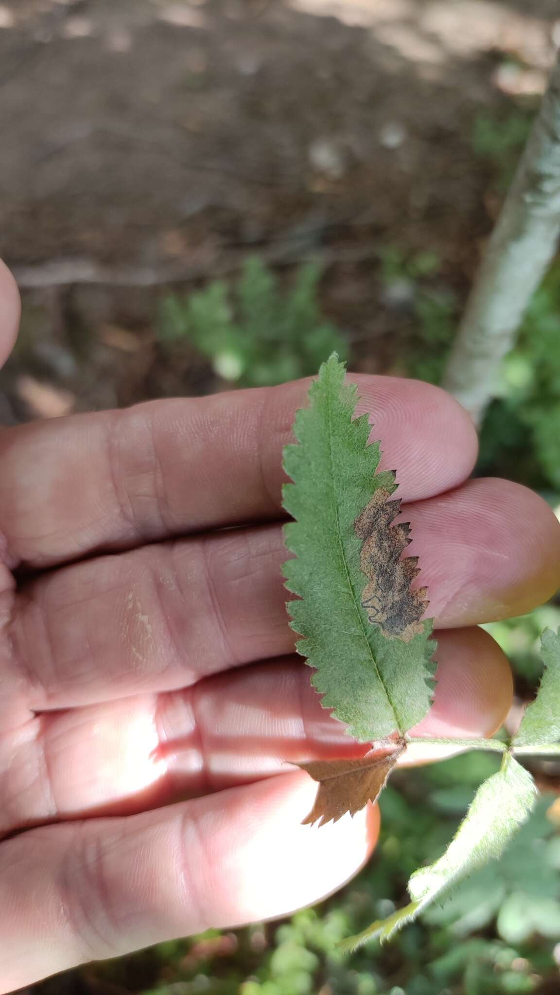 Image of Stigmella sorbi (Stainton 1861) Fletcher et al. 1945