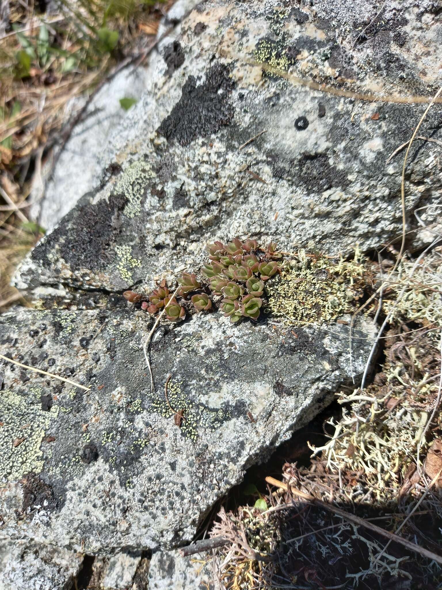 Image of Hylotelephium cyaneum (J. Rudolph) H. Ohba