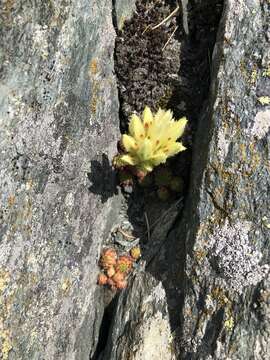 Imagem de Sempervivum globiferum subsp. arenarium (W. D. J. Koch) H.