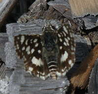 Image of Spialia spio Linnaeus 1764