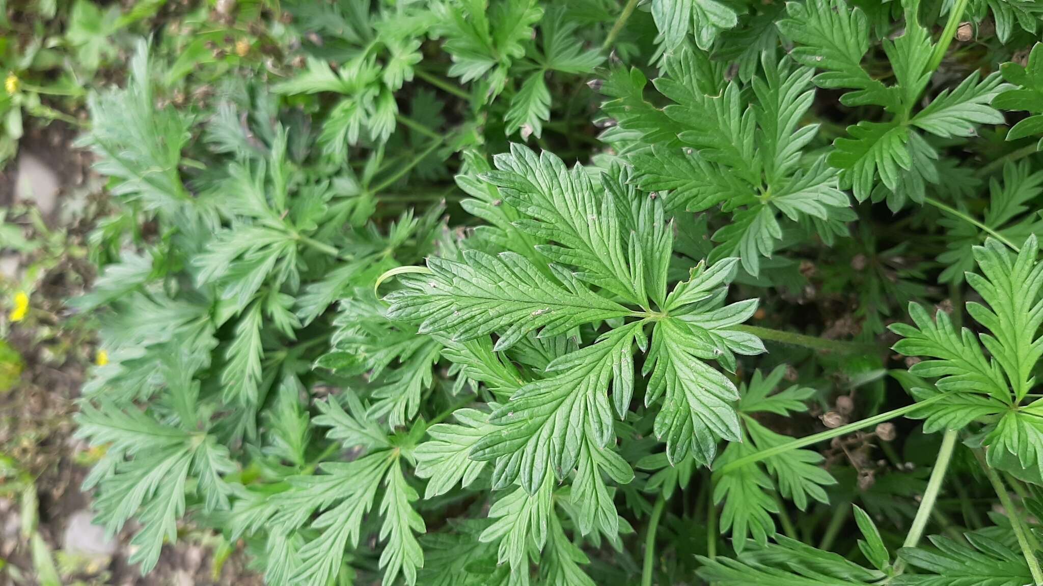 Image de Potentilla angarensis Popov