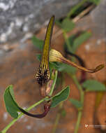 Image of Aristolochia parvifolia Sm.