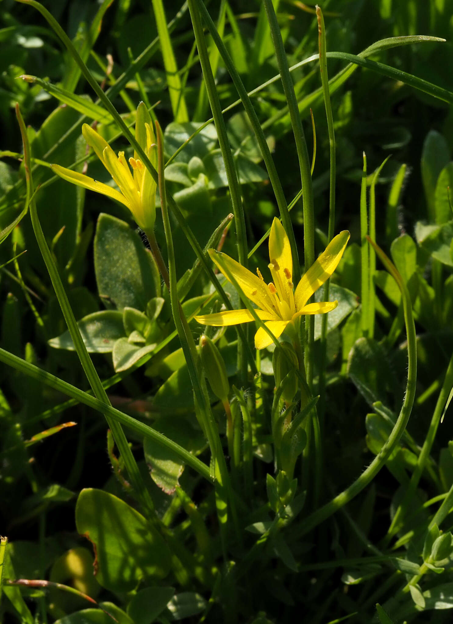 Gagea chlorantha (M. Bieb.) Schult. & Schult. fil.的圖片