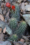 Image of Echinocereus santaritensis W. Blum & Rutow