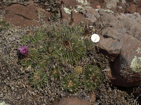 Image of Stenocactus obvallatus (DC.) A. Berger